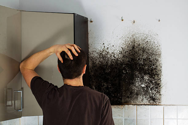 Best Black Mold Removal  in Shawneetown, IL